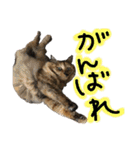 うちの猫三人衆 2（個別スタンプ：9）