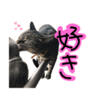 うちの猫三人衆 2（個別スタンプ：10）