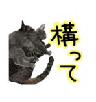 うちの猫三人衆 2（個別スタンプ：12）