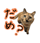 うちの猫三人衆 2（個別スタンプ：13）