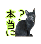 うちの猫三人衆 2（個別スタンプ：14）