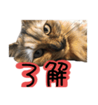 うちの猫三人衆 2（個別スタンプ：17）