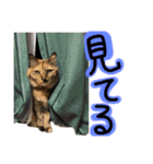 うちの猫三人衆 2（個別スタンプ：20）