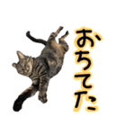 うちの猫三人衆 2（個別スタンプ：21）