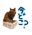 うちの猫三人衆 2（個別スタンプ：23）