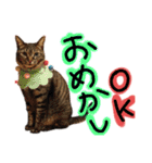 うちの猫三人衆 2（個別スタンプ：24）