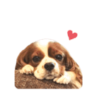 Cavalier Rocca.（個別スタンプ：1）