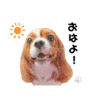 Cavalier Rocca.（個別スタンプ：2）