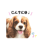 Cavalier Rocca.（個別スタンプ：3）