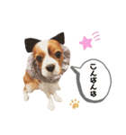 Cavalier Rocca.（個別スタンプ：4）
