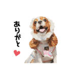 Cavalier Rocca.（個別スタンプ：5）