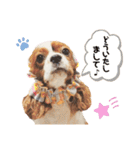Cavalier Rocca.（個別スタンプ：6）
