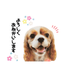 Cavalier Rocca.（個別スタンプ：7）