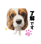 Cavalier Rocca.（個別スタンプ：8）