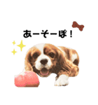 Cavalier Rocca.（個別スタンプ：9）
