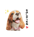 Cavalier Rocca.（個別スタンプ：10）