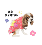 Cavalier Rocca.（個別スタンプ：11）
