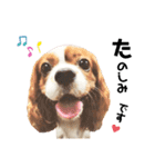 Cavalier Rocca.（個別スタンプ：12）