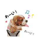 Cavalier Rocca.（個別スタンプ：13）