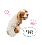 Cavalier Rocca.（個別スタンプ：14）