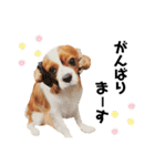Cavalier Rocca.（個別スタンプ：17）
