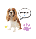 Cavalier Rocca.（個別スタンプ：18）