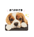 Cavalier Rocca.（個別スタンプ：19）