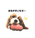 Cavalier Rocca.（個別スタンプ：20）