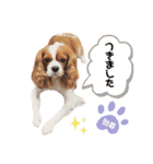 Cavalier Rocca.（個別スタンプ：22）