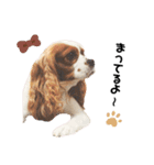 Cavalier Rocca.（個別スタンプ：23）
