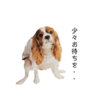 Cavalier Rocca.（個別スタンプ：24）