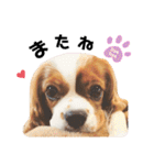 Cavalier Rocca.（個別スタンプ：25）