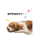 Cavalier Rocca.（個別スタンプ：26）