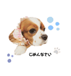 Cavalier Rocca.（個別スタンプ：27）