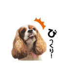 Cavalier Rocca.（個別スタンプ：29）