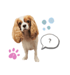 Cavalier Rocca.（個別スタンプ：30）