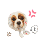 Cavalier Rocca.（個別スタンプ：31）
