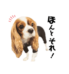 Cavalier Rocca.（個別スタンプ：32）