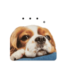 Cavalier Rocca.（個別スタンプ：34）