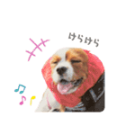 Cavalier Rocca.（個別スタンプ：35）