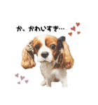Cavalier Rocca.（個別スタンプ：37）