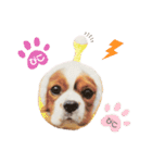 Cavalier Rocca.（個別スタンプ：38）