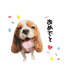 Cavalier Rocca.（個別スタンプ：40）
