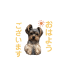 ヨークシャテリア マセ（個別スタンプ：1）