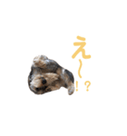 ヨークシャテリア マセ（個別スタンプ：4）