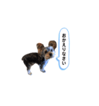 ヨークシャテリア マセ（個別スタンプ：8）