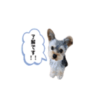ヨークシャテリア マセ（個別スタンプ：10）