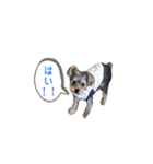 ヨークシャテリア マセ（個別スタンプ：13）