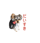 ヨークシャテリア マセ（個別スタンプ：18）