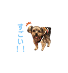 ヨークシャテリア マセ（個別スタンプ：27）